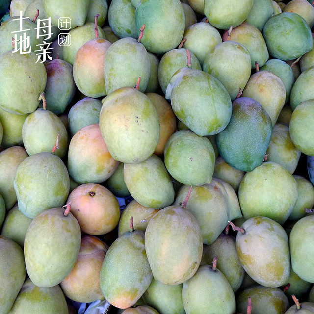 【芒果季】攀枝花新世纪芒果|果肉金黄圆润可爱5斤装包邮
