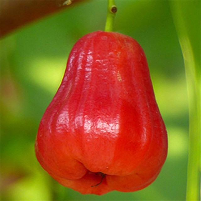 水果表弟 海南黑金刚莲雾3斤