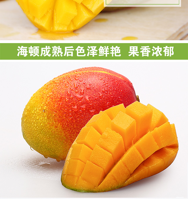 4折 【芒果季】攀枝花海顿芒果 | 生态种植 自然生长 5斤装 剩余库存