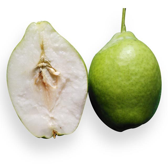 野农优品 陕西大荔早酥梨5斤装