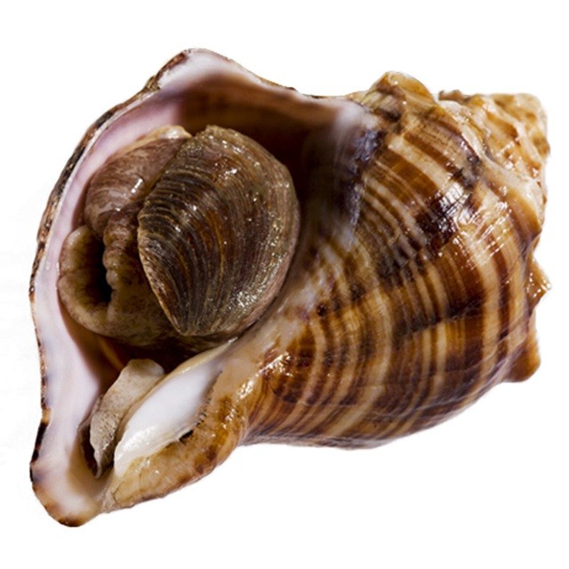 御和岛 烟台鲜活大海螺1000g 当日海捕顺丰包邮