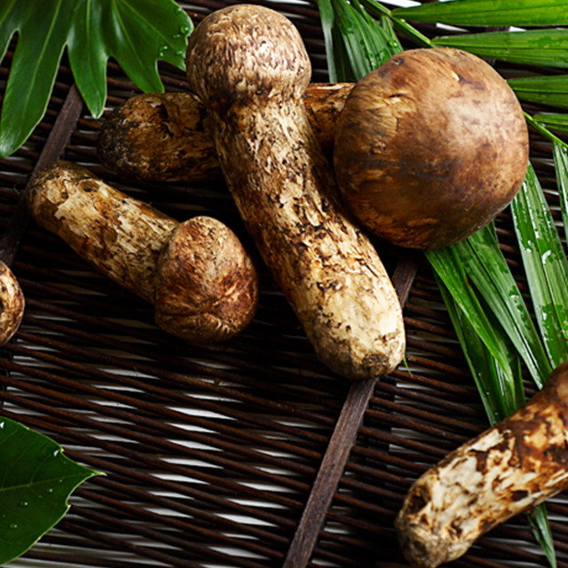 小金 野生新鲜松茸 2斤装(7-9cm)