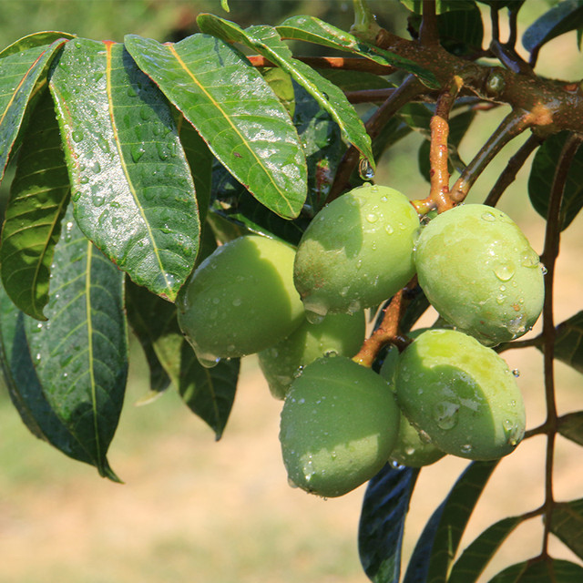 新鲜橄榄 青橄榄 广东茂名特产青果5斤(单果重12-18克)